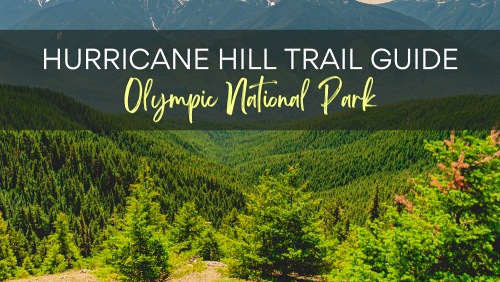 Your Guide to Hurricane Hill: Olympic NP's Panoramic Views